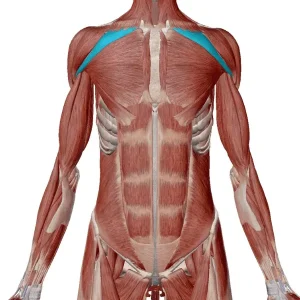 インクラインプレス　筋肉　大胸筋上部